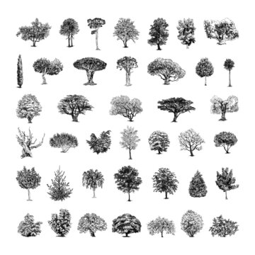 Collection of monochrome illustrations of trees in sketch style. Hand drawings in art ink style. Black and white graphics.