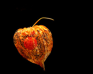 Art with a golden Pysalis lampion on a black background