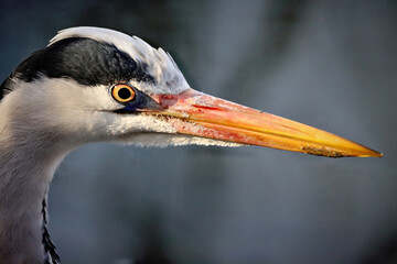 Heron