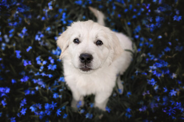 adorable golden retriever puppy posing on a field of flowers, top view portrait