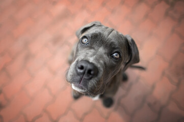 adorable cane corso puppy looking up, top view portrait