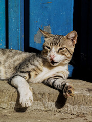 Striped homeless cat relaxing outdoors in Morocco