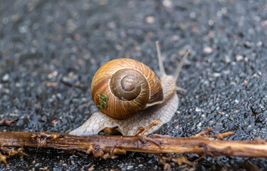 Big garden snail in shell crawling on wet road