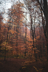 Beautiful autumn forest in Carpathian region. Fall in the mountains