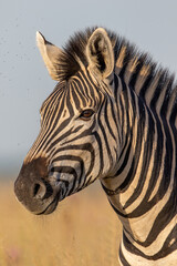 Fototapeta na wymiar Zebra, South Africa
