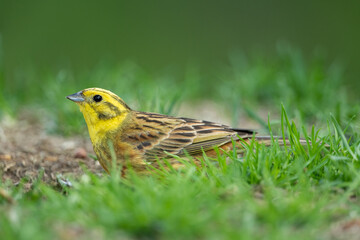 Yellowhammer sitting in a meadow