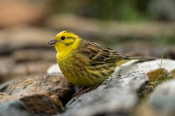 Yellowhammer sitting on a stone