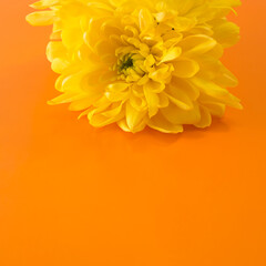 yellow chrysanthemums on an orange background. minimalistic concept of summer.