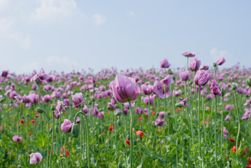 ドイツ　チューリップ畑にサイクリング
