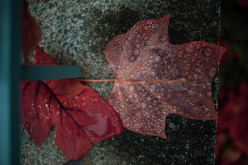 Autumn leaves covered with dew, dull light
Closeup and texture of the nature object