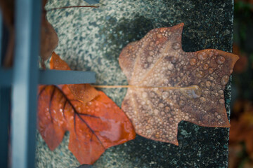 Autumn leaves covered with dew, dull light
Closeup and texture of the nature object