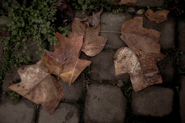 Beautiful autumn leaves covered with dew in a dull light