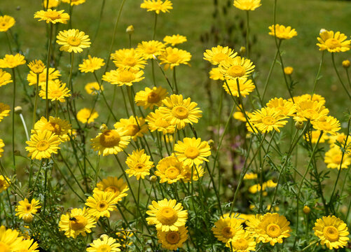 Anthemis tinctoria