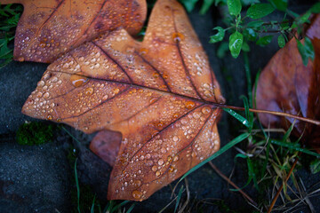 Beautiful autumn leaves covered with dew in a dull light