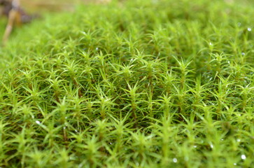 Unusual plant growing on top of Mount Iremel, Russia.