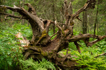 Withered tree on the background of the forest. Mount Iremel, Russia 