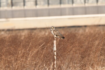 コミミズクの飛翔