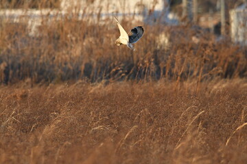 コミミズクの飛翔