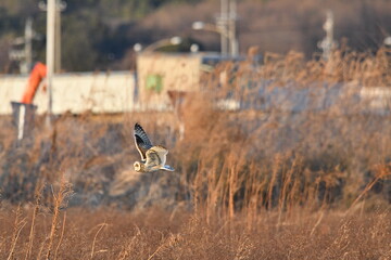 コミミズクの飛翔