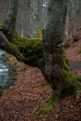 Beautiful autumn forest in Carpathian region. Fall in the mountains