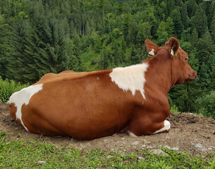 cow, domestic animal