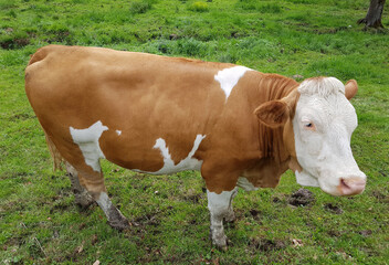 Fototapeta na wymiar cow, domestic animal