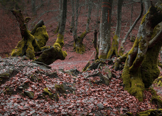 Atmospheric Carpathian Forrest in November Autumn landscape