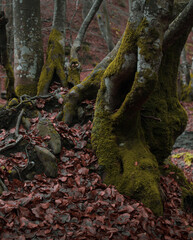 Atmospheric Carpathian Forrest in November Autumn landscape