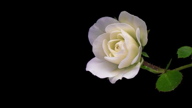 Beautiful fresh white rose opening, close up. Spa concept. Wedding, Birthday, Valentines day, Mothers day concept.