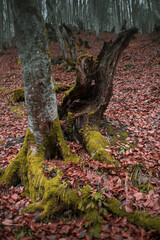 Atmospheric Carpathian Forrest in November Autumn landscape