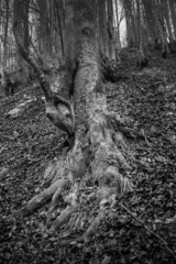 Atmospheric Carpathian Forrest in November Autumn landscape