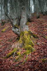 Naklejka premium Atmospheric Carpathian Forrest in November Autumn landscape