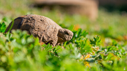 Small turtle on grass