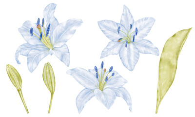 Obraz premium Set of spring blue flowers