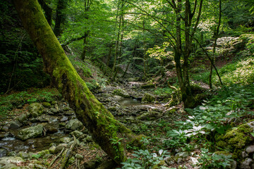 Obraz premium Zagreb, Croatia - June 2021. Nature Park Canyon Devil's Passage