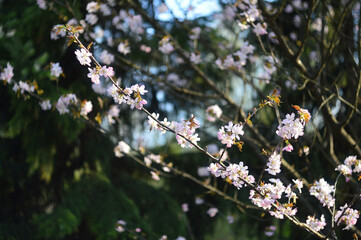 Tender pink cherry flowers in the spring garden. Sakura bloom