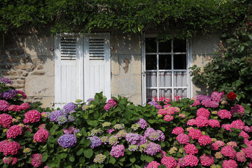 Fototapeta na wymiar massif d'hortensias devant une fenêtre aux rideaux de dentelle et une fenêtre aux volets fermés