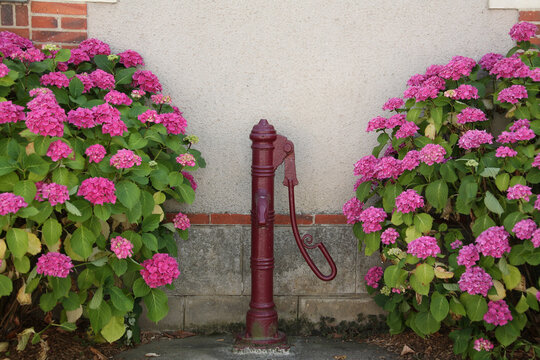Pompe &agrave; bras au milieu de massifs d'hortensia