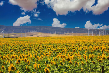 View on typical andalusian spanish rural landscape with yellow sunflower field, wind turbines, mountains against blue summer sky with cumulus clouds - Andalucia, Spain, near Zahara los atunes - obrazy, fototapety, plakaty