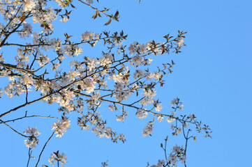 Cherry tree blossom in the spring park. Blue sky and tender white and light rose flowers on the thin brunches. Sakura blooming in the garden