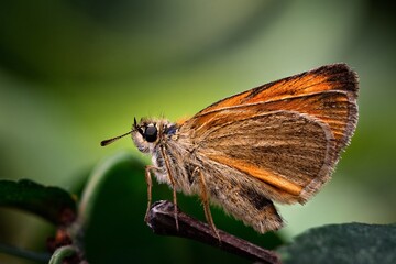 Obraz premium butterfly on a leaf