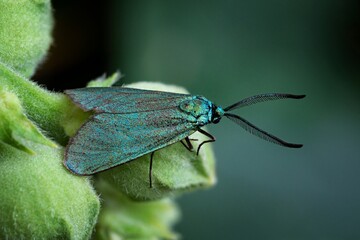 moth on a flower