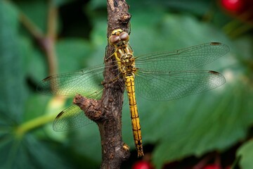 dragonfly on a branch