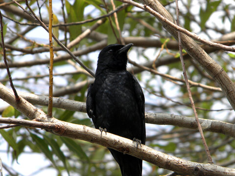 Bird close-up in the park,Black Drongo, Dicrurus macrocercus, Ganeshgudi, Taiwan