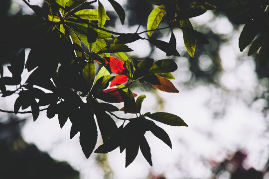 Red leaves
