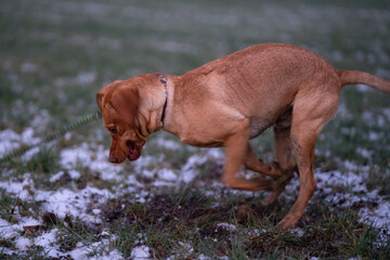 Vizsla digs for a mouse on a field