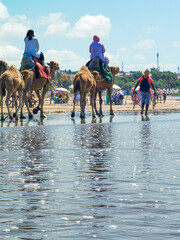 Naklejka premium Camel caravan on the beach