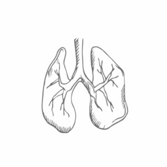 Sketch illustration of lungs. Hand drawn vector of respiratory system. Black outline doodle element of human organ