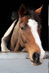 portrait of bay horse with big blaze in the stable