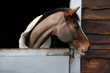 portrait of bay horse with big blaze in the stable
